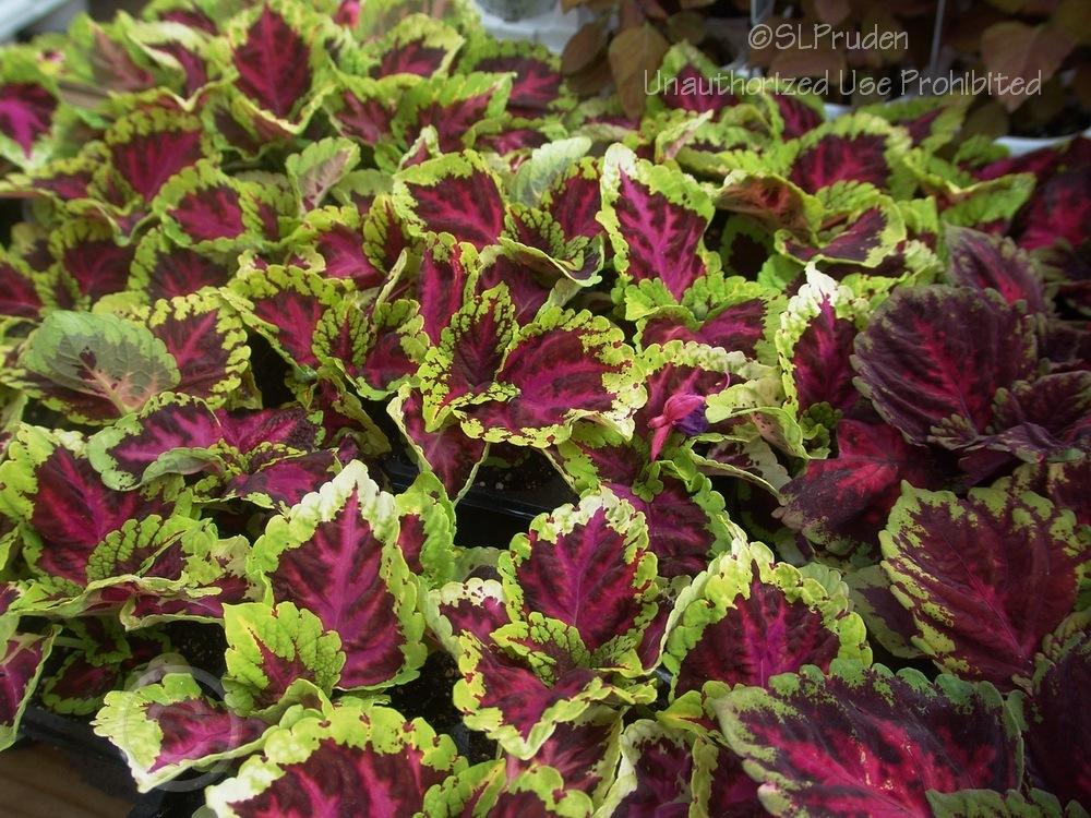 Photo of Coleus (Coleus scutellarioides Kong™ Rose) uploaded by DaylilySLP