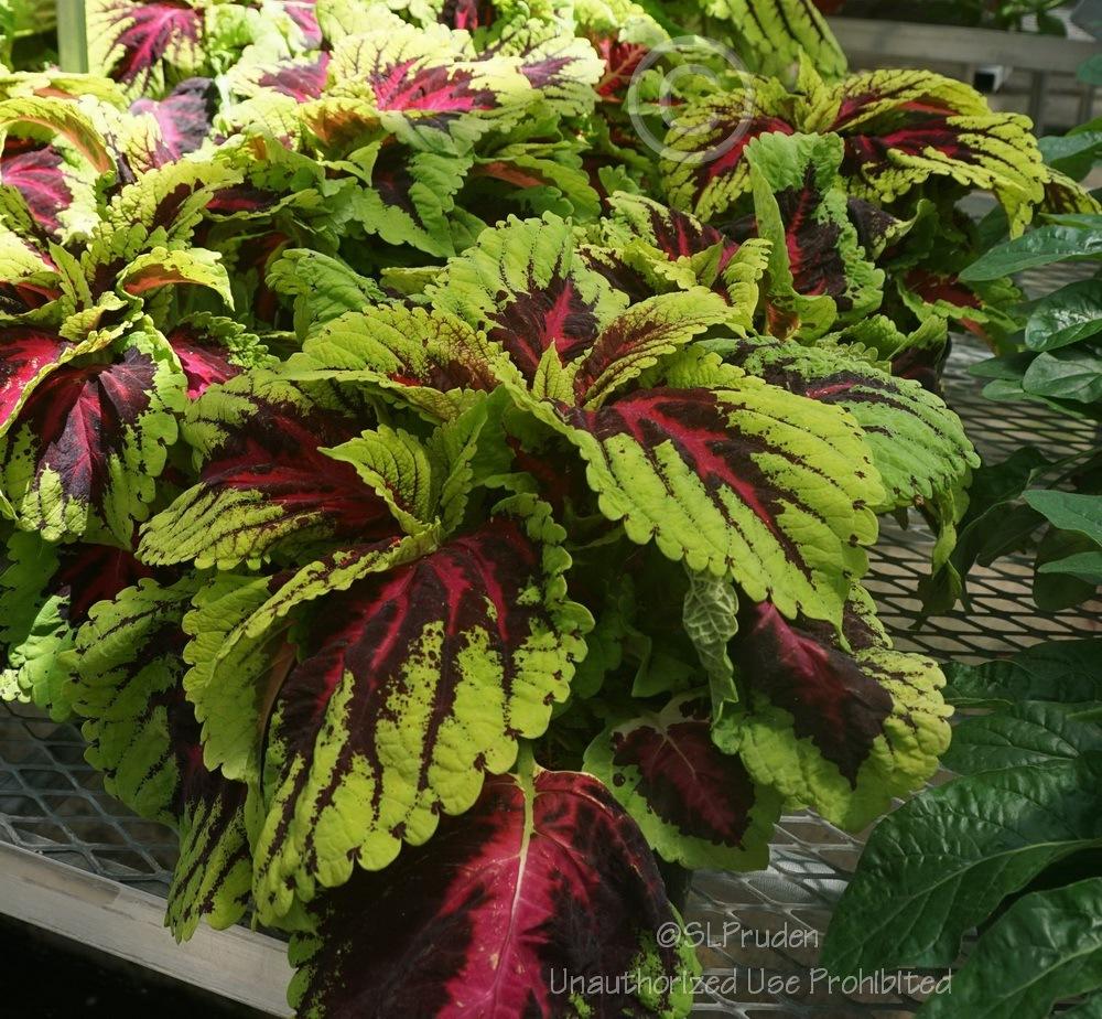 Photo of Coleus (Coleus scutellarioides Kong™ Rose) uploaded by DaylilySLP