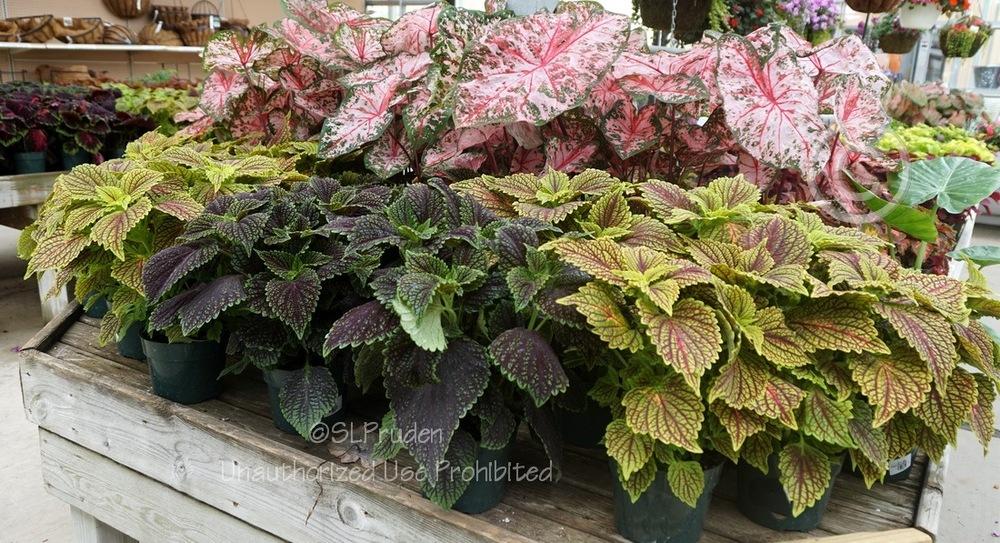 Photo of Coleus (Coleus scutellarioides 'Ruby Dreams') uploaded by DaylilySLP