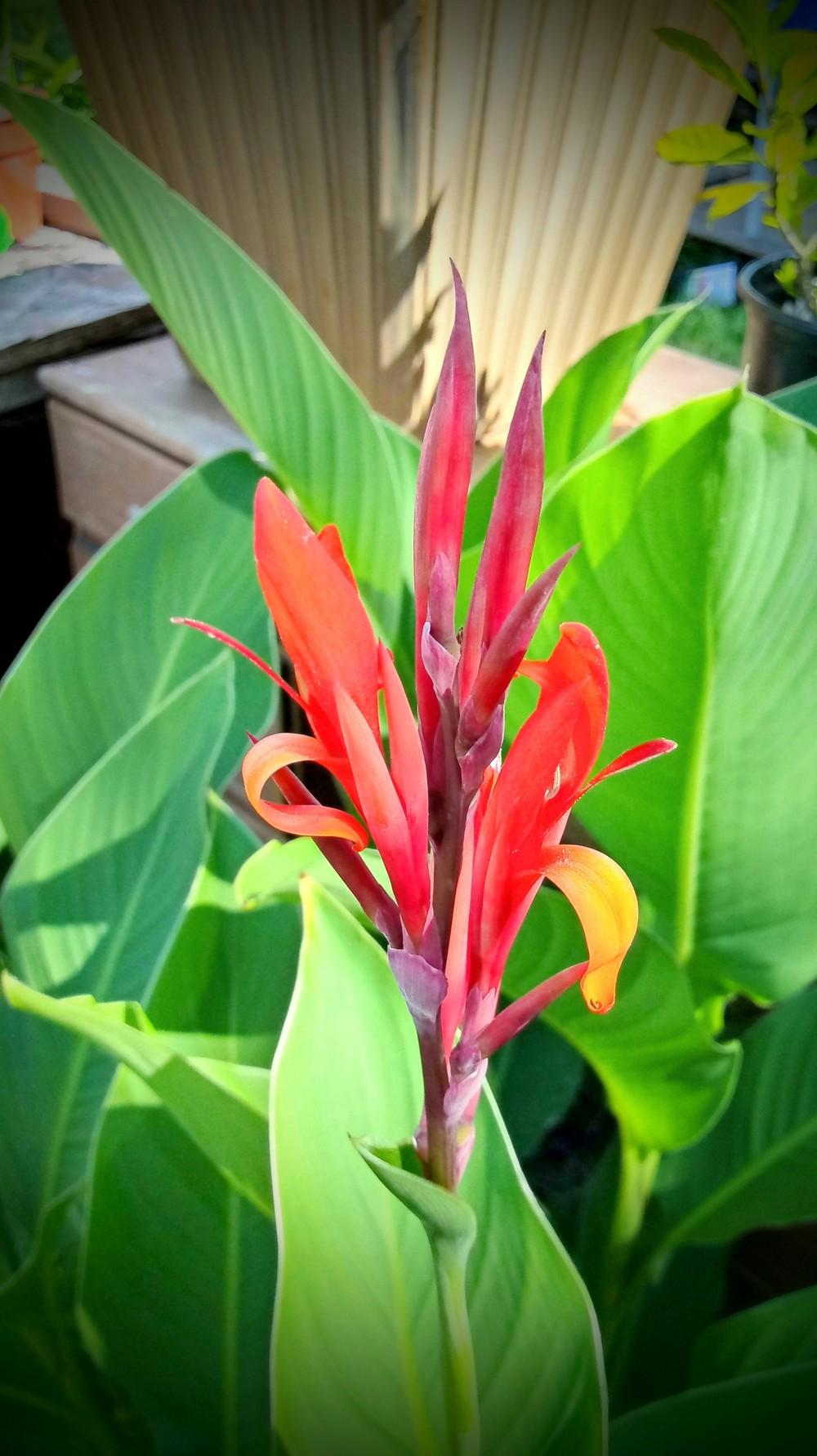Photo of Canna Lily (Canna indica) uploaded by JayZeke