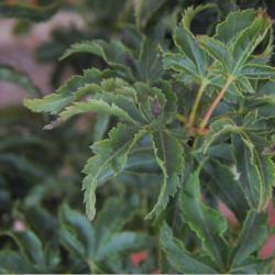 Location: in my garden in Oklahoma City
Date: 07-05-2020
Acer palmatum 'Shishigashira'