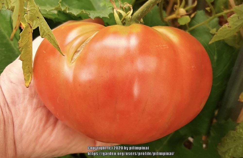 Photo of Tomato (Solanum lycopersicum 'Guido') uploaded by pitimpinai