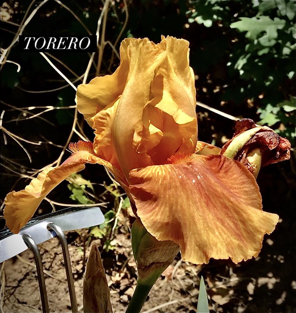 Photo of Tall Bearded Iris (Iris 'Torero') uploaded by ttkc4704