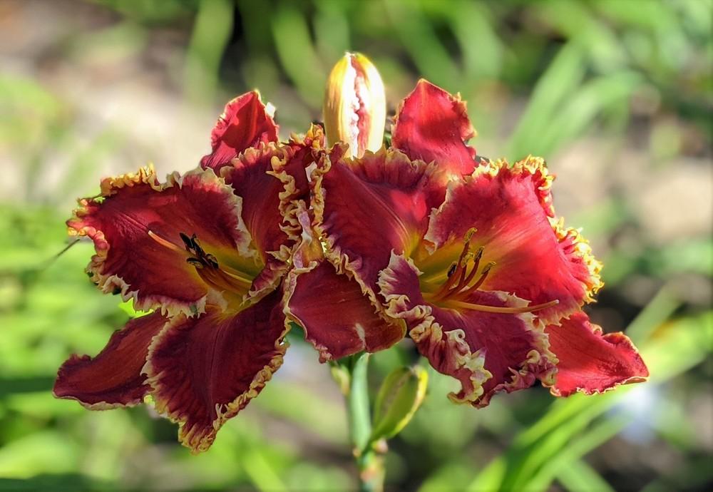 Photo of Daylily (Hemerocallis 'Gasping for Breath') uploaded by Artsee1