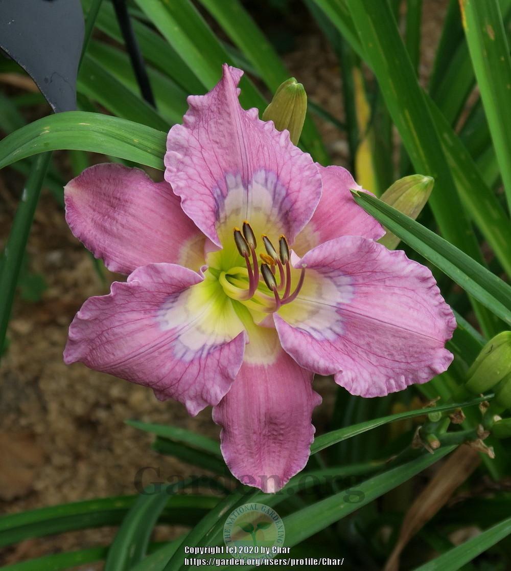 Photo of Daylily (Hemerocallis 'There's a Place') uploaded by Char