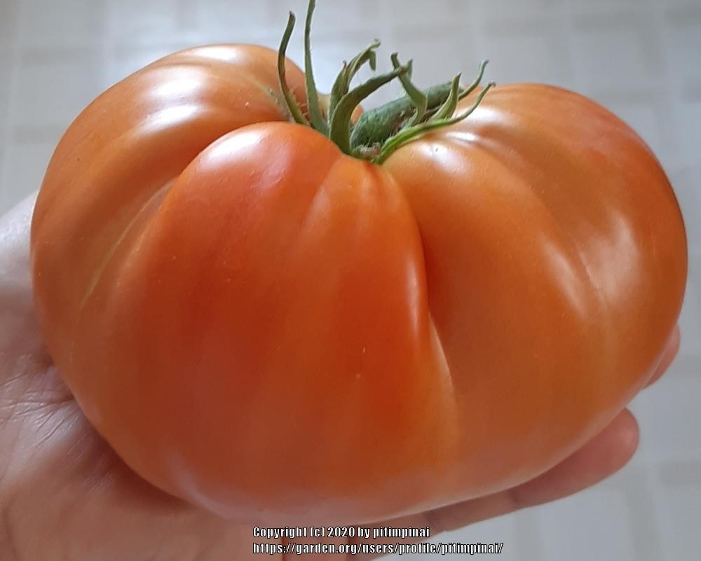 Photo of Tomato (Solanum lycopersicum 'Couilles de Taureau') uploaded by pitimpinai