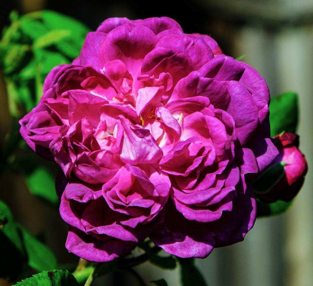 Photo of Rose (Rosa 'Reine des Violettes') uploaded by AnnKNCalif