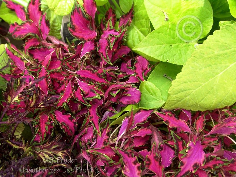 Photo of Coleus (Coleus scutellarioides 'Pink Chaos') uploaded by DaylilySLP