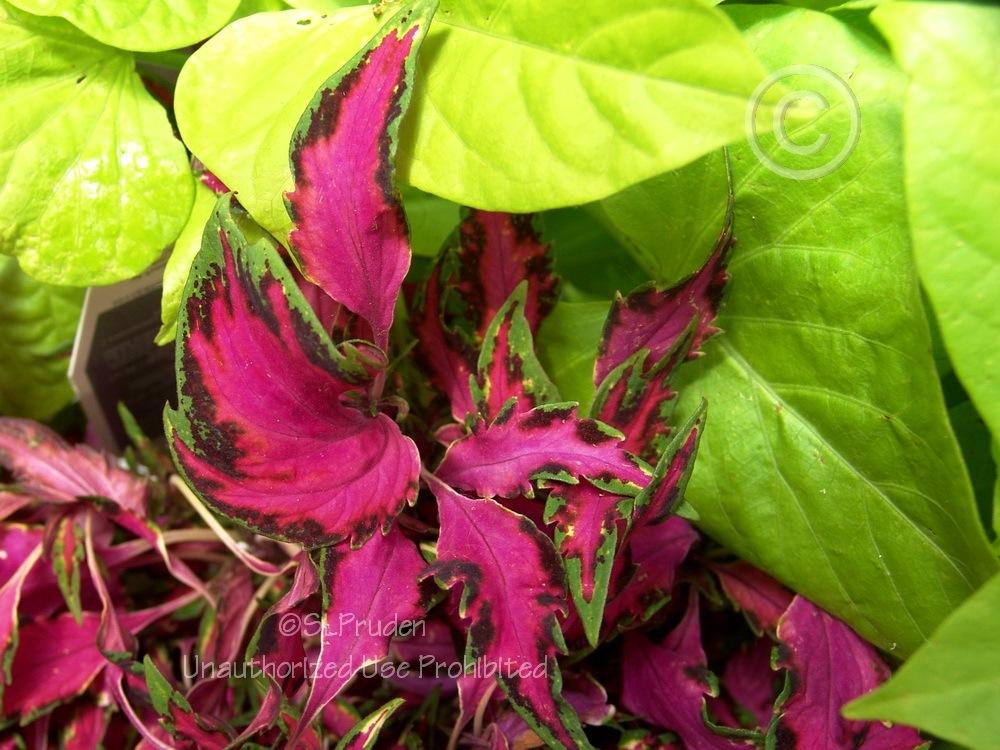 Photo of Coleus (Coleus scutellarioides 'Pink Chaos') uploaded by DaylilySLP