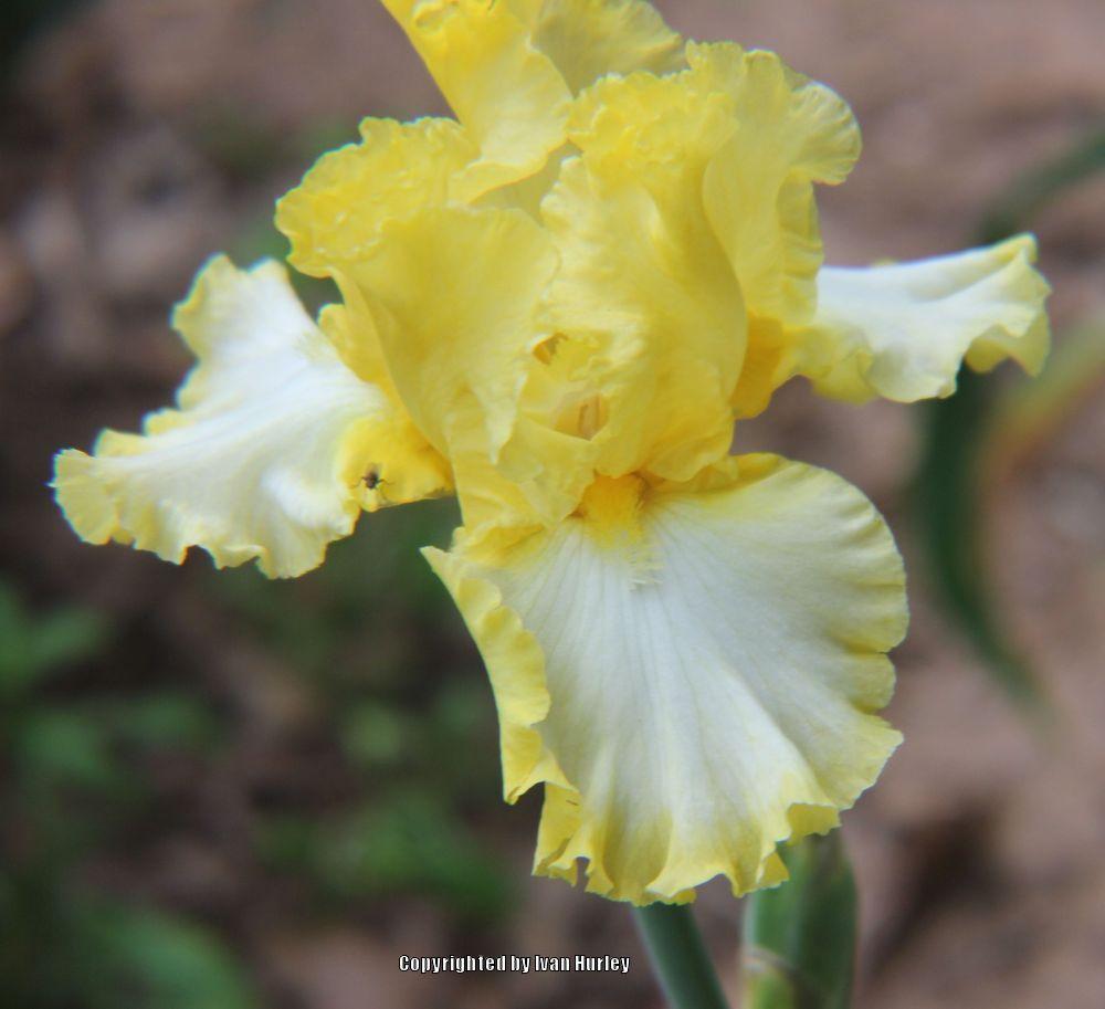 Photo of Tall Bearded Iris (Iris 'Beauty Becomes Her') uploaded by Ivan_N_Tx