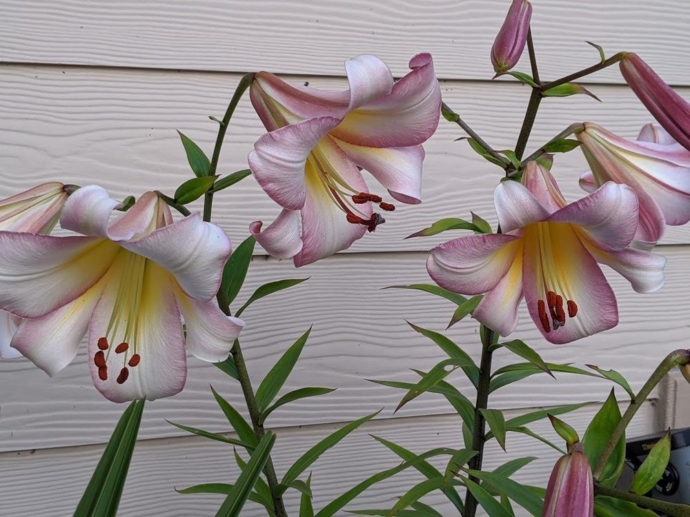 Photo of Lily (Lilium 'Beijing Moon') uploaded by Joy