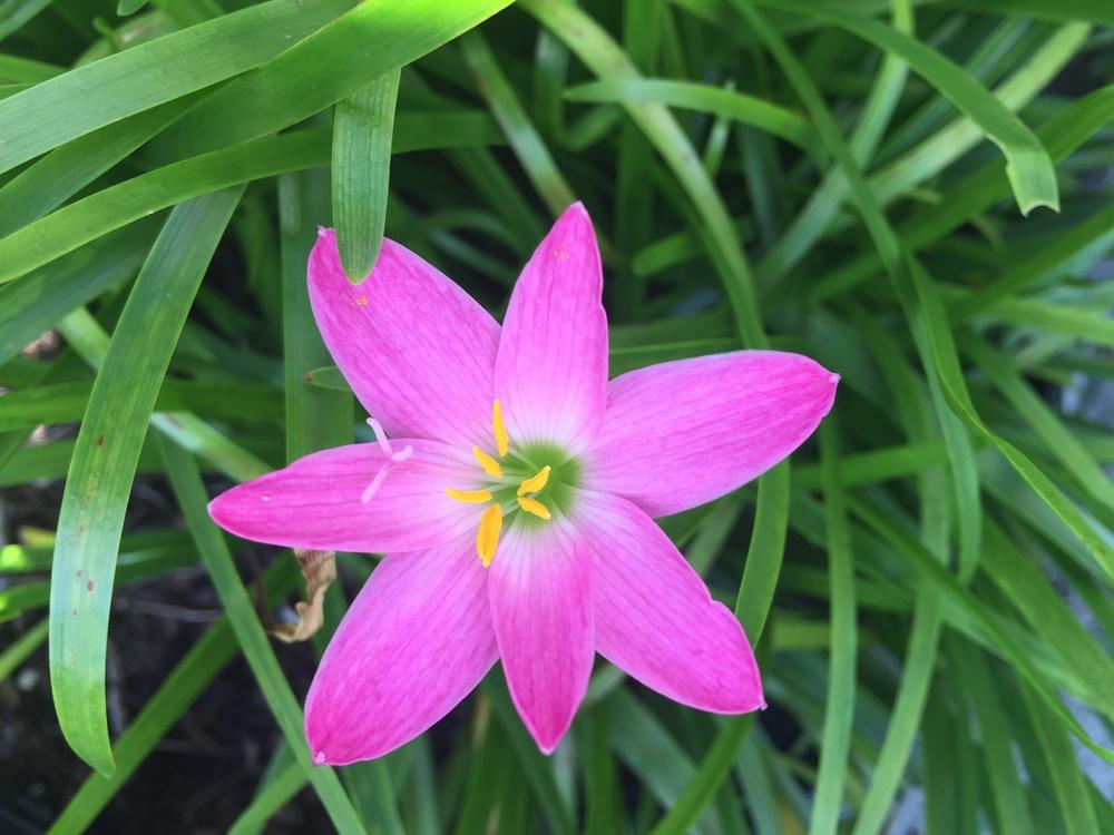 Photo of Zephyr Lily (Zephyranthes rosea) uploaded by SkirtGardener