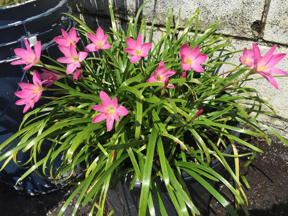 Photo of Zephyr Lily (Zephyranthes rosea) uploaded by SkirtGardener