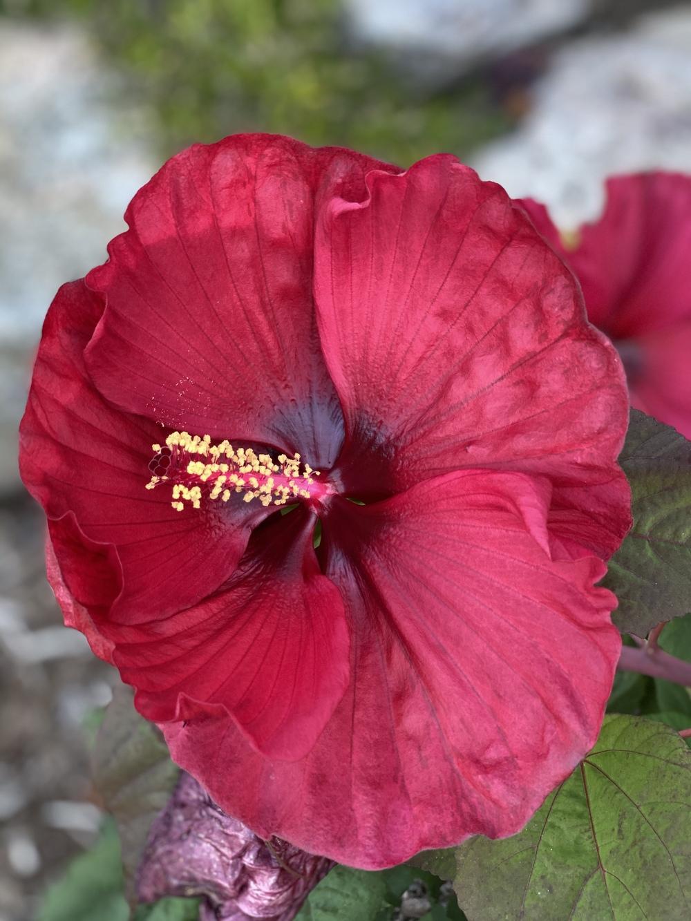 Photo of Hybrid Hardy Hibiscus (Hibiscus 'Purple Hearts') uploaded by Legalily