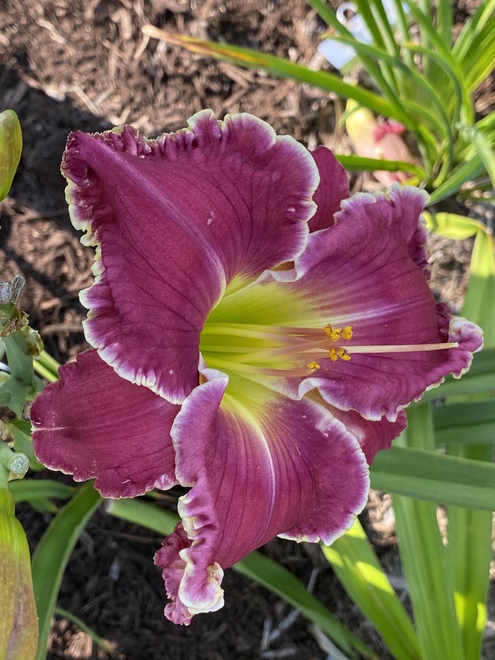 Photo of Daylily (Hemerocallis 'Chariot of Clouds') uploaded by Legalily