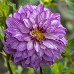 Location: Dahlia Hill, Midland, Michigan
Date: 2018-09-08
Nominally 'lavender' according to the ADS registry, but to my eye