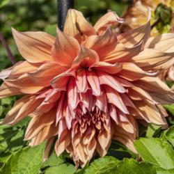 Location: Dahlia Hill, Midland, Michigan
Date: 2019-10-10
Sherwood’s Peach has a blend of yellow, pink, and...well, peach