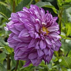 Location: Dahlia Hill, Midland, Michigan
Date: 2018-09-08
Blooms eventually turn back their petals to achieve a typical dom