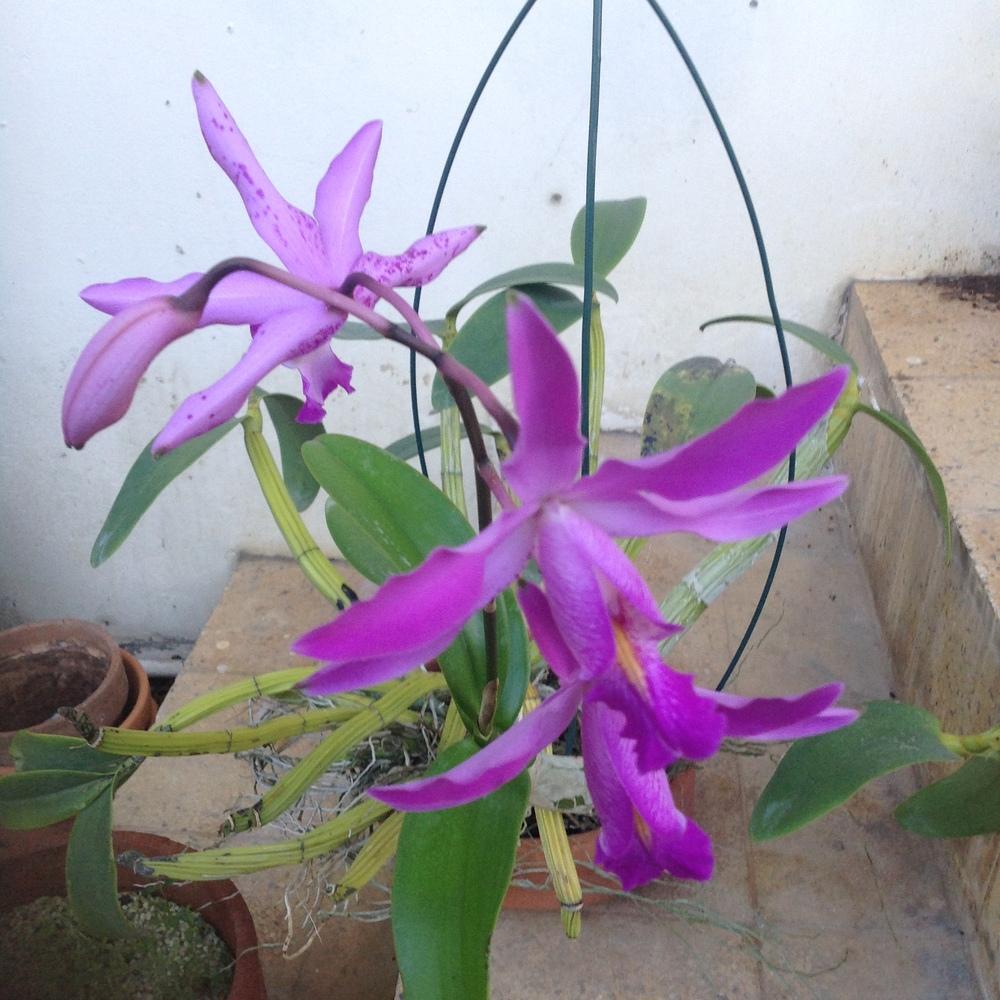Photo of Orchid (Myrmecocattleya RIO'S Majestic) uploaded by prabhisetty