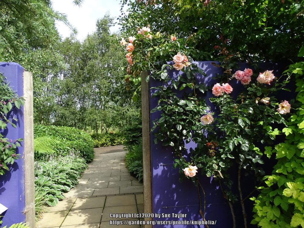 Photo of Climbing Hybrid Tea Rose (Rosa 'Compassion') uploaded by kniphofia