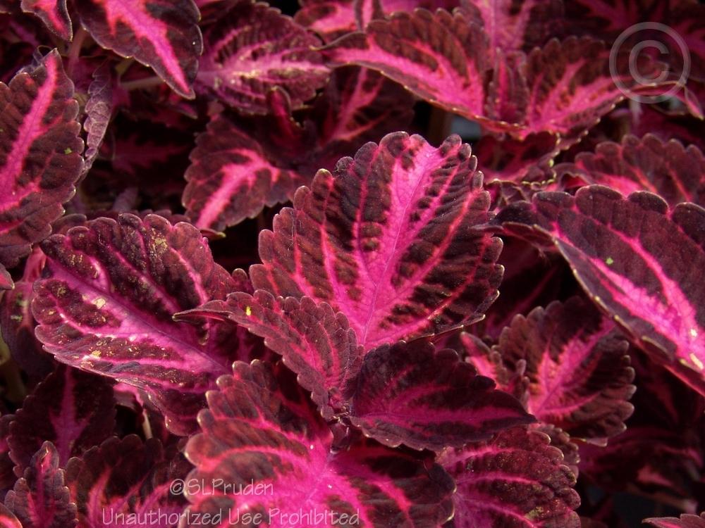 Photo of Coleus (Coleus scutellarioides 'Stained Glass') uploaded by DaylilySLP