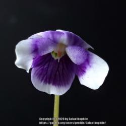 Location: Wallsend, Tyne and Wear, England
Date: 2020-08-10
Viola hederacea