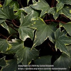 Location: Cowells garden centre, Tyne and Wear, England
Date: 2020-08-10
Hedera Yellow Ripple
