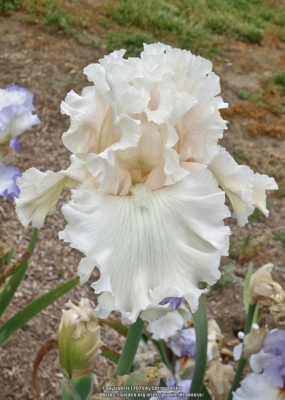 Photo of Tall Bearded Iris (Iris 'Gentle Soul') uploaded by Henhouse
