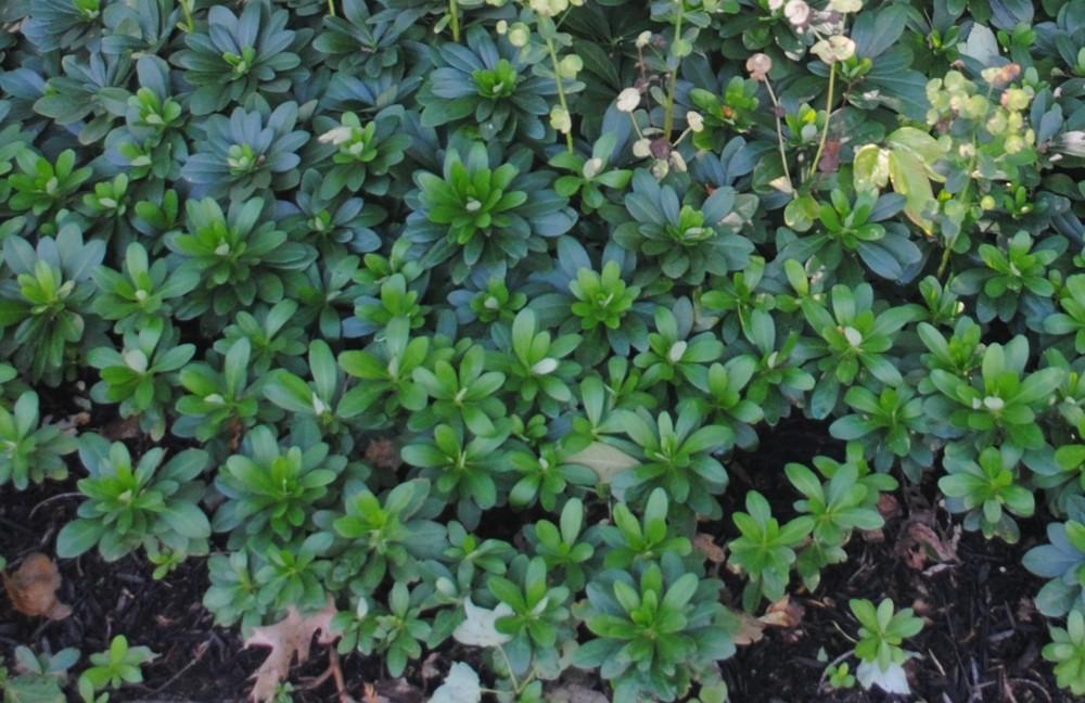 Photo of Robb's Euphorbia (Euphorbia amygdaloides subsp. robbiae) uploaded by ILPARW