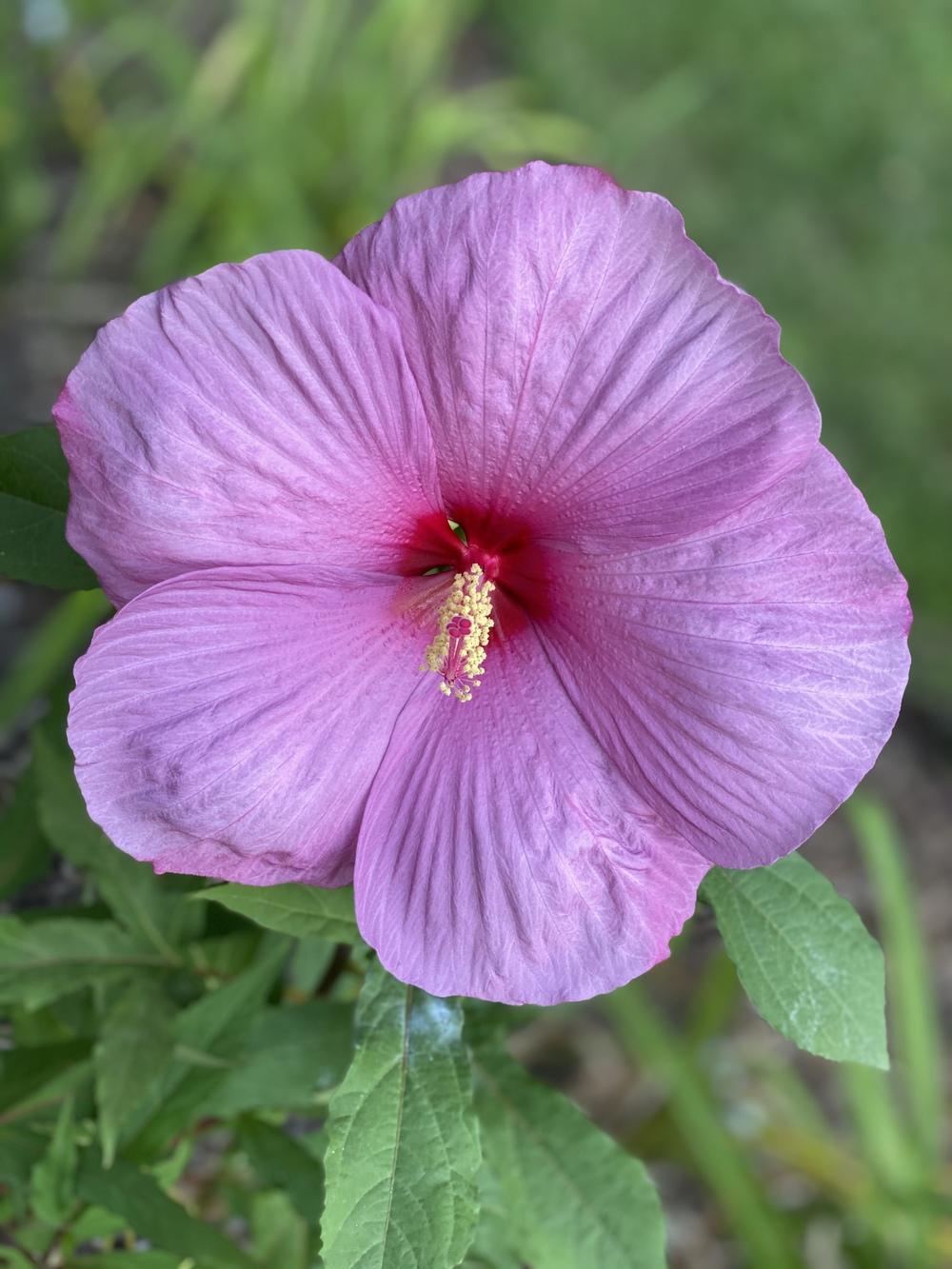 Photo of Hybrid Hardy Hibiscus (Hibiscus 'Fantasia') uploaded by Legalily