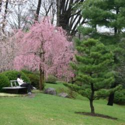 Location: in Seiwa-en, part of the Missouri Botanical Garden
Date: Spring, 2004
Pinus thunbergii [Japanese Black Pine]