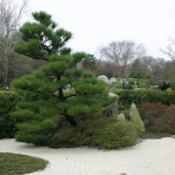Location: in Seiwa-en, part of the Missouri Botanical Garden
Date: Spring, 2004