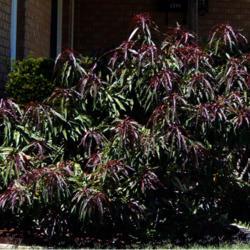 Location: in a garden in Oklahoma City
Date: 07-30-2020
Prunus persica 'Bonfire'