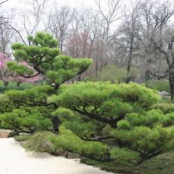 Location: in Seiwa-en, part of the Missouri Botanical Garden
Date: Spring, 2004
Pinus thunbergii [Japanese Black Pine]