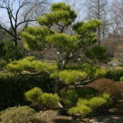 Location: in Seiwa-en, part of the Missouri Botanical Garden
Date: Spring, 2004
Pinus thunbergii