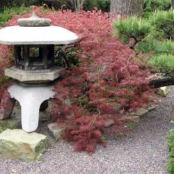 Location: in Seiwa-en, part of the Missouri Botanical Garden
Date: April, 2004
Acer palmatum 'Crimson Queen'