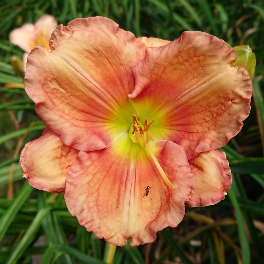 Photo of Daylily (Hemerocallis 'Veins of Truth') uploaded by D3LL