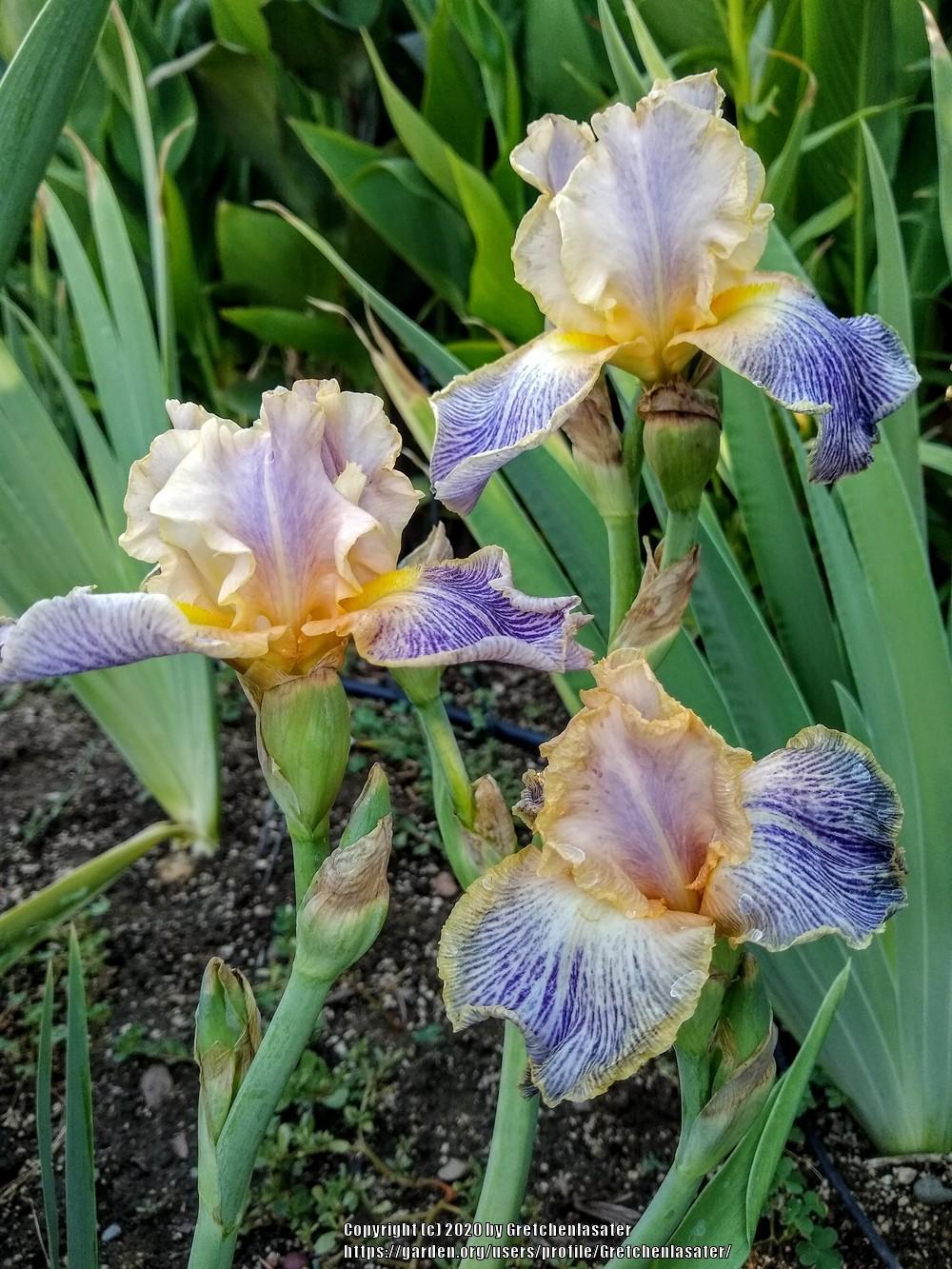Photo of Tall Bearded Iris (Iris 'Elizabethan Age') uploaded by Gretchenlasater
