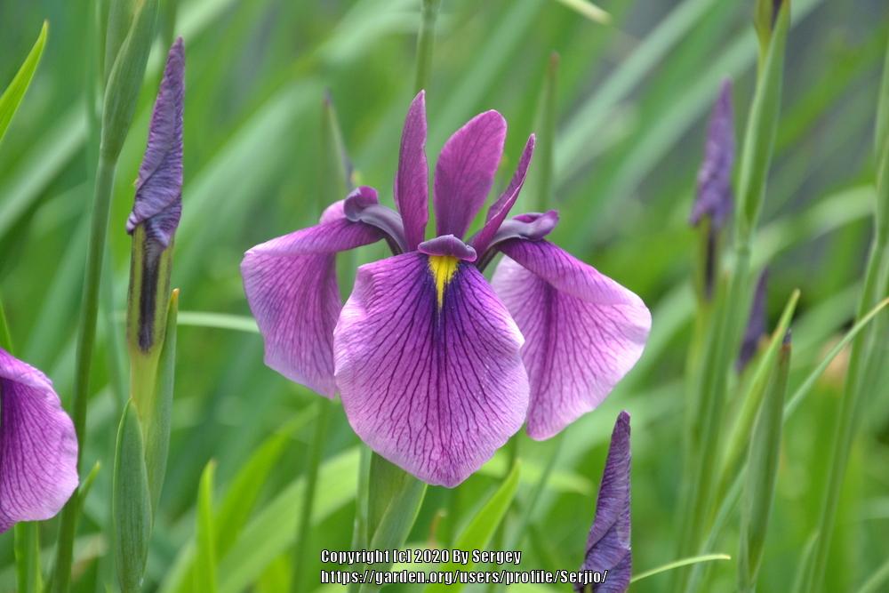 Photo of Japanese Iris (Iris ensata) uploaded by Serjio