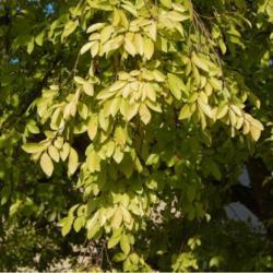Location: In southwest Oklahoma City
Date: August, 2020
Ulmus parvifolia 'Golden Rey'