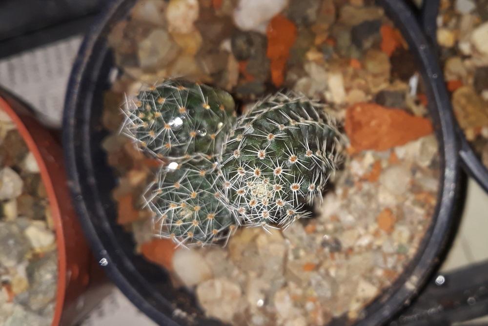 Photo of Pygmy Crown Cactus (Aylostera pygmaea) uploaded by skopjecollection