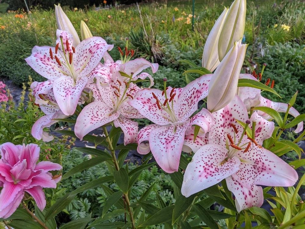 Photo of Lily (Lilium 'Solution') uploaded by Joy