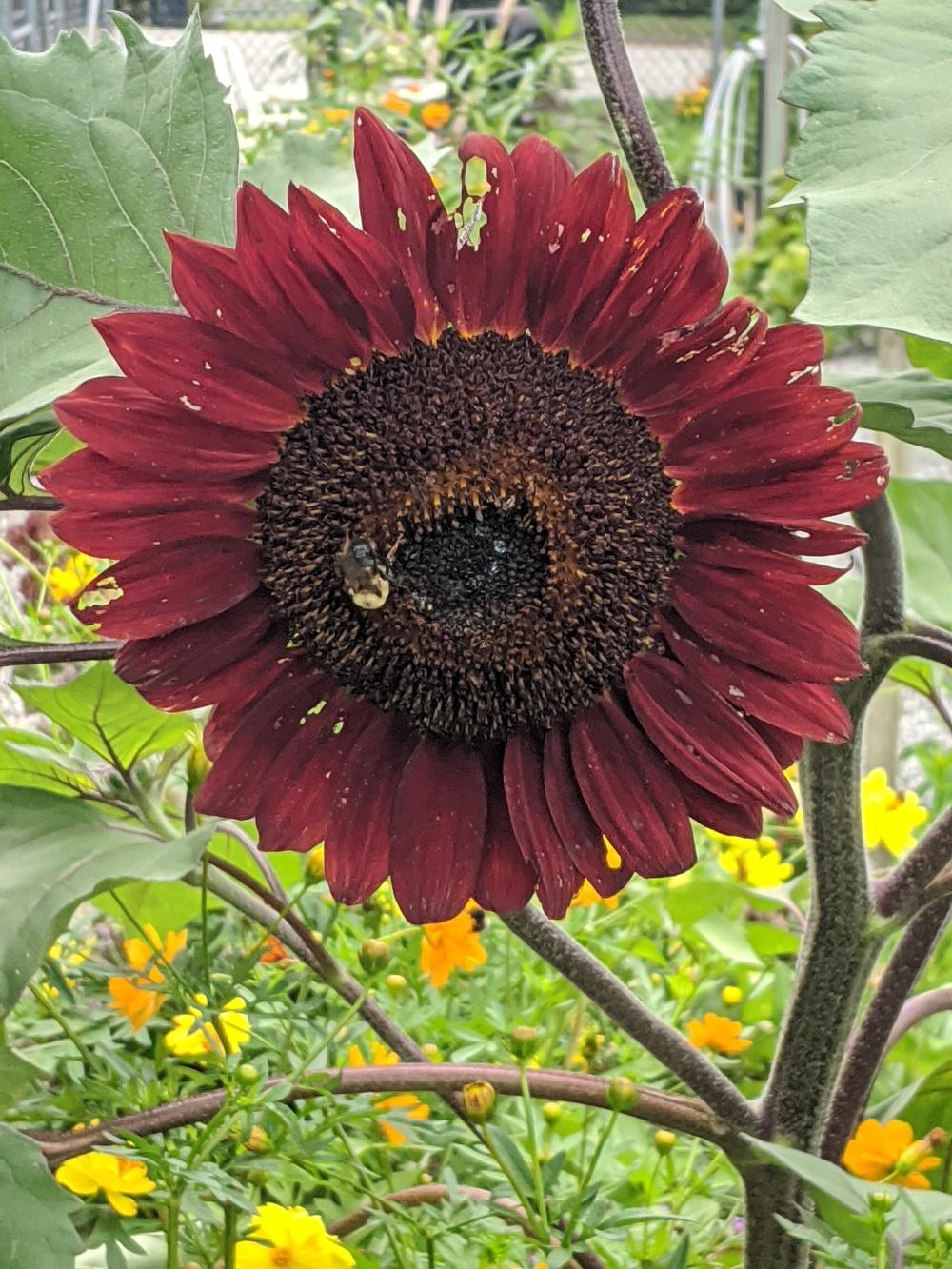Photo of Sunflower (Helianthus annuus 'Moulin Rouge') uploaded by LorettaNJ