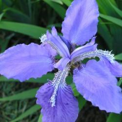 Location: in Seiwa-en, part of the Missouri Botanical Garden
Date: Spring, 2004
Iris tectorum - Japanese Roof Iris