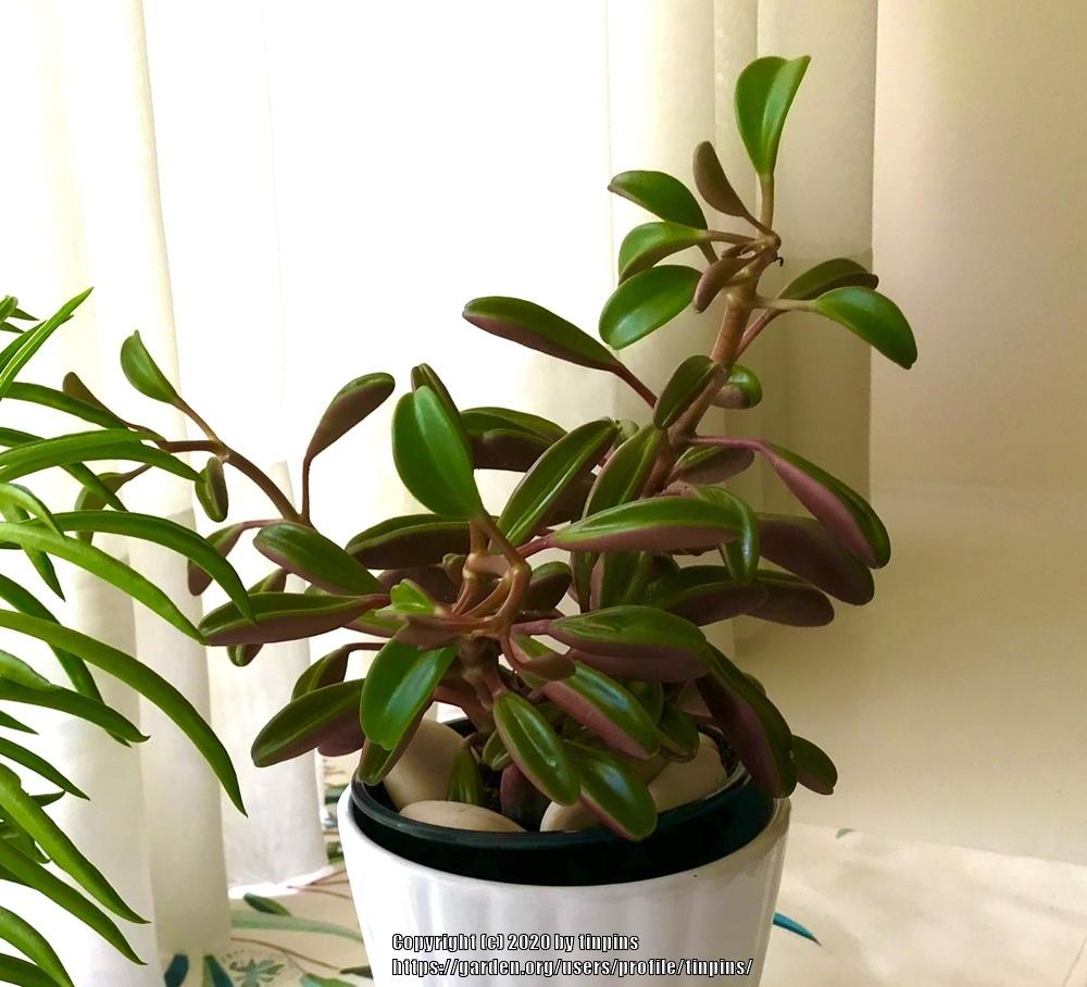 Photo of Peperomia graveolens uploaded by tinpins