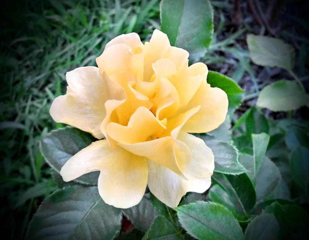 Photo of Rose (Rosa 'Sun Flare') uploaded by JayZeke