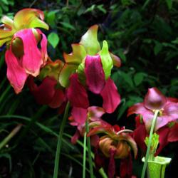 Location: the Missouri Botanical Garden
Date: Spring, 2004
Sweet Pitcher Plant (Sarracenia rubra)