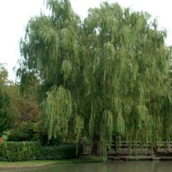 Location: in Seiwa-en, part of the Missouri Botanical Garden
Date: Spring, 2004
Weeping Willow (Salix babylonica)