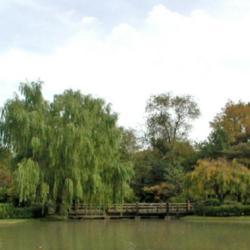 Location: in Seiwa-en, part of the Missouri Botanical Garden
Date: Spring, 2004
Weeping Willow (Salix babylonica)