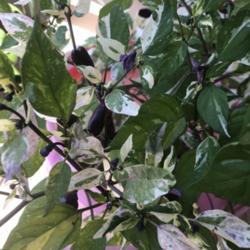Location: Alabama
Date: 8-13-2020
Variegated leaves, purple blooms, purple immature peppers (mature